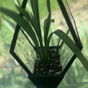 Photo of the plant species Green Spider Plant by @CleverGreen named Homer on Greg, the plant care app