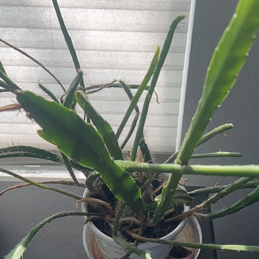 Photo of the plant species Hooker's Orchid Cactus by @RenownedGarlic named Sir Plancelot on Greg, the plant care app