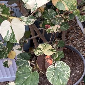 Photo of the plant species Hibiscus tiliaceus 'Tricolor' by @YernSedum named Ronaldo on Greg, the plant care app