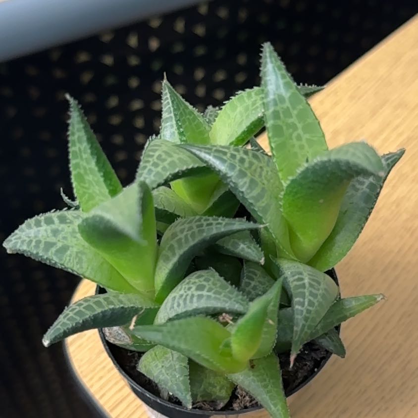 Photo of the plant species Haworthia tesselata by @PlayfulPurei named Athena on Greg, the plant care app