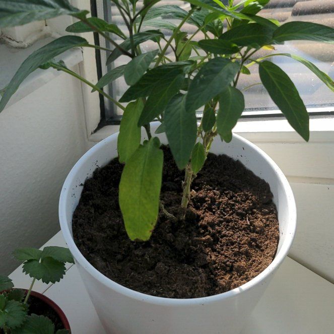 Photo of the plant species Pepino Melon by @IngeniousCanna named Madonna on Greg, the plant care app