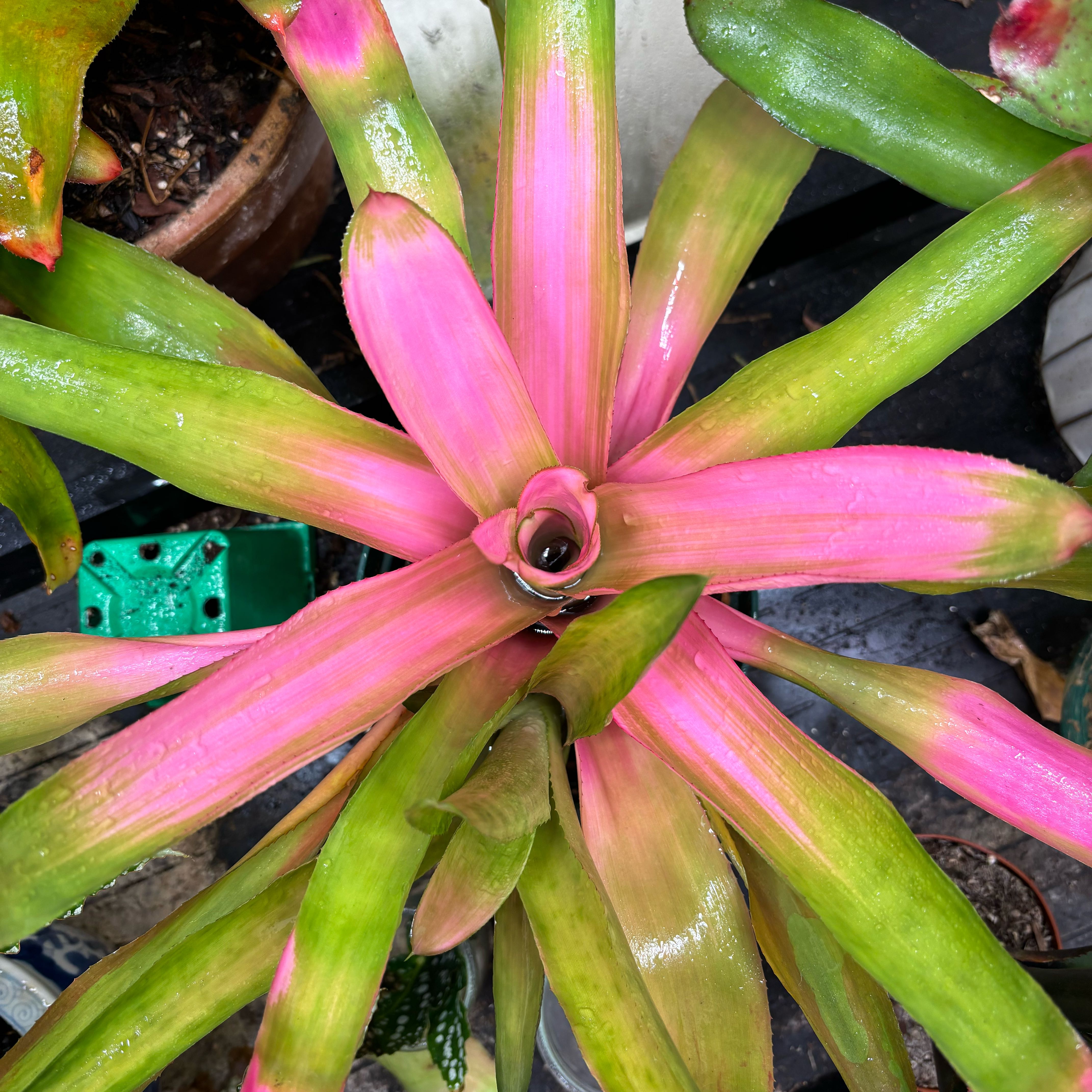 Photo of the plant species Grove Cotton Candy by @IconBlackwood named Pink panther on Greg, the plant care app