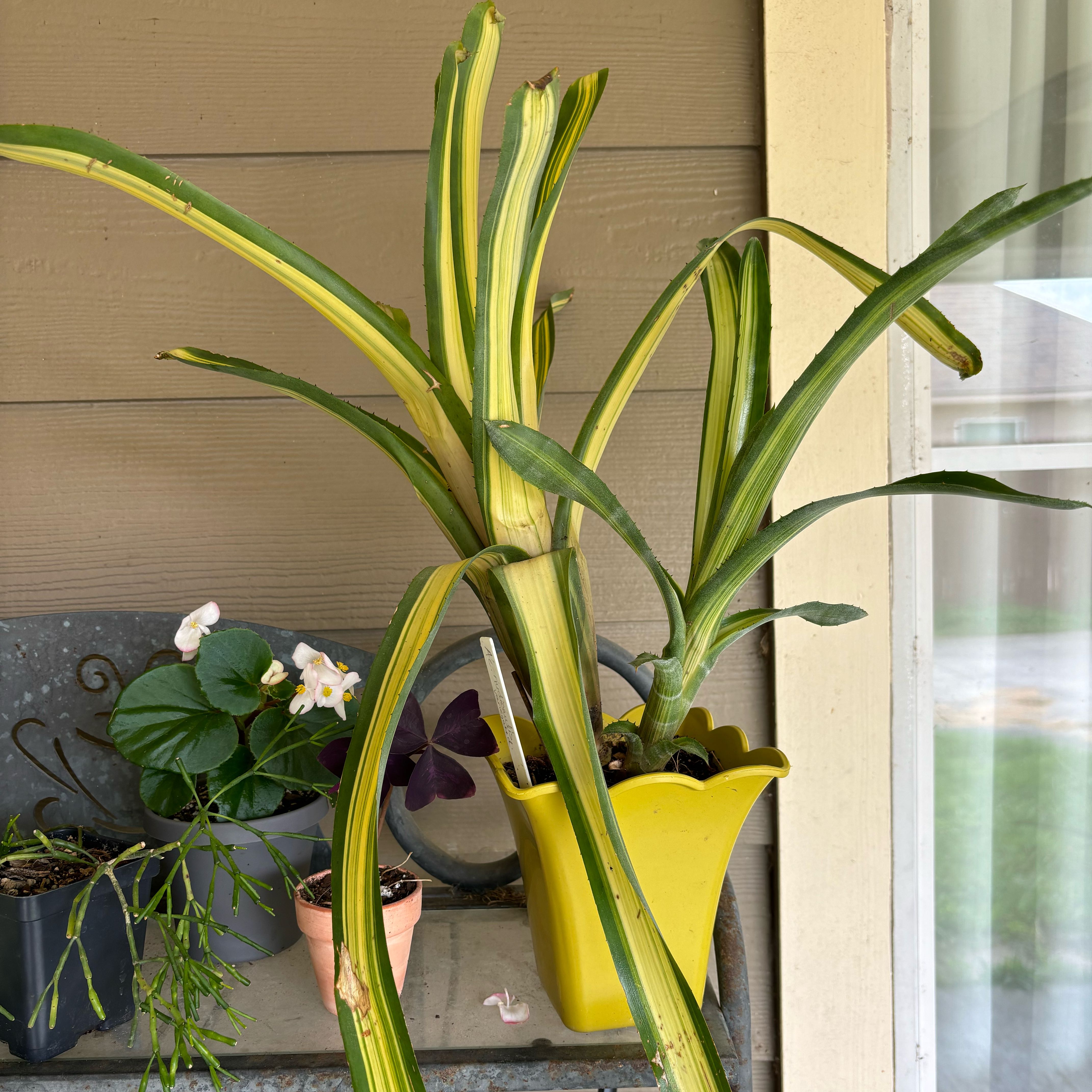 Photo of the plant species Nakedstem Livingvase by @IconBlackwood named Aechmea on Greg, the plant care app