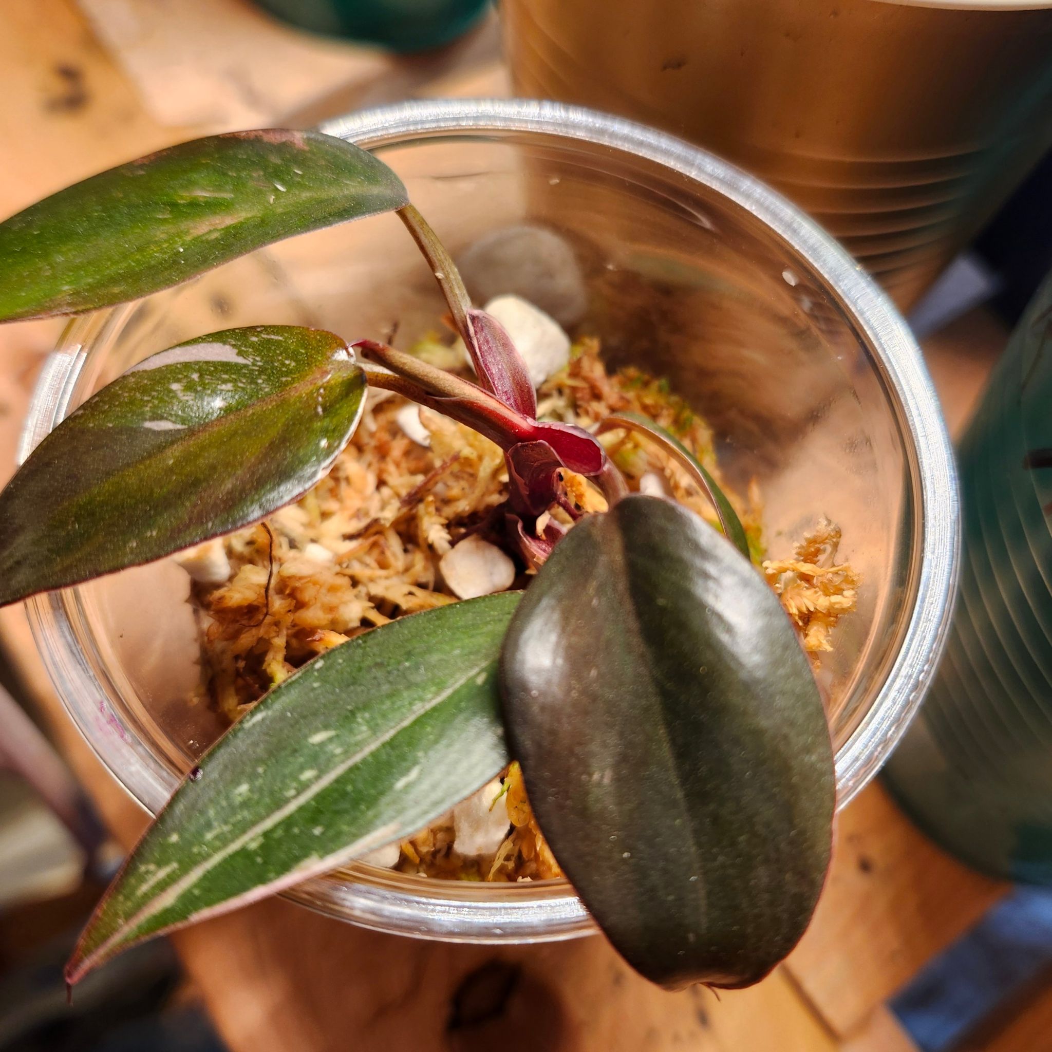 Philodendron Red Anderson plant in a clear container with visible soil.