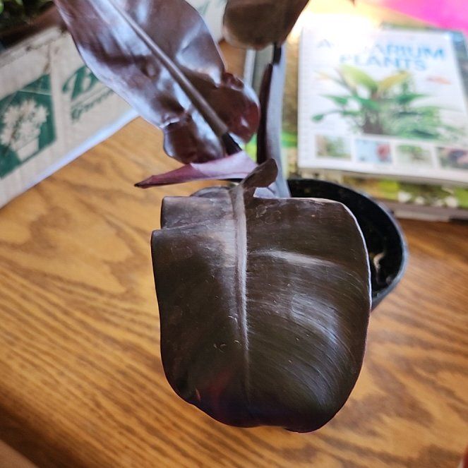 Photo of the plant species Philodendron erubescens 'Black Cardinal x Caramel' by @HipsBotany named Spike on Greg, the plant care app