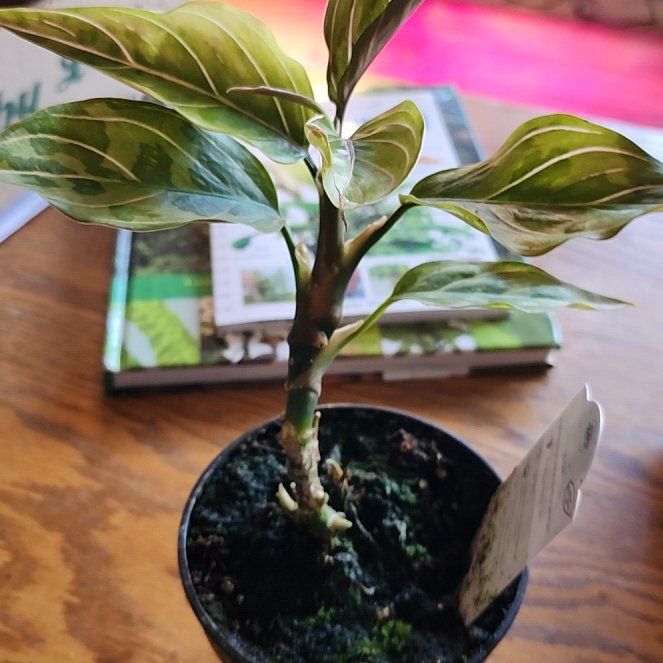 Photo of the plant species Aglaonema rotundum 'Pictum Tricolor' by @HipsBotany named Anne on Greg, the plant care app