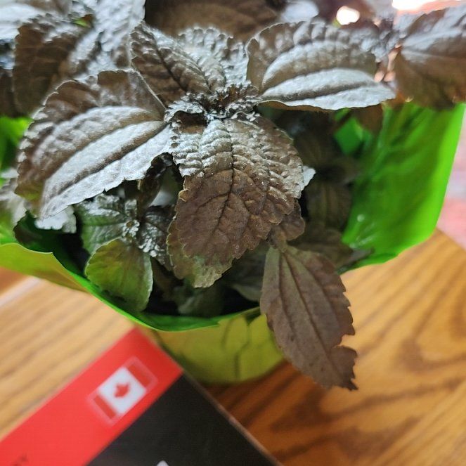 Photo of the plant species Silver Plated Pilea by @HipsBotany named Ulysses S Plant on Greg, the plant care app