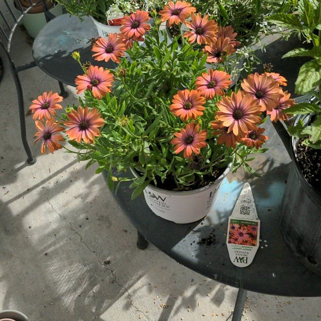 Photo of the plant species Zion Purple Sun by @veryfrustrate named Achilles on Greg, the plant care app