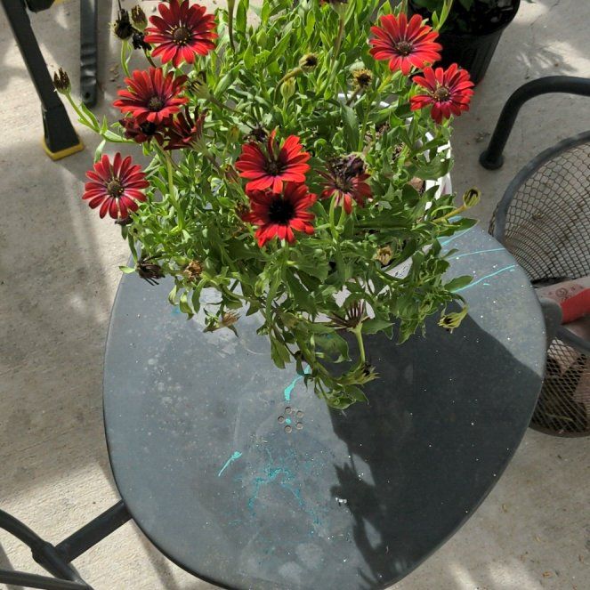 Photo of the plant species Zion Purple Sun by @veryfrustrate named Lola on Greg, the plant care app