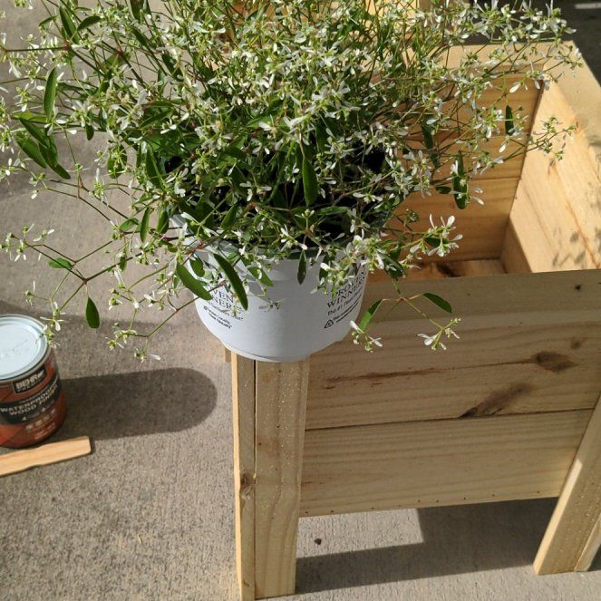 Photo of the plant species Euphorbia 'Diamond Frost' by @veryfrustrate named Dolores on Greg, the plant care app