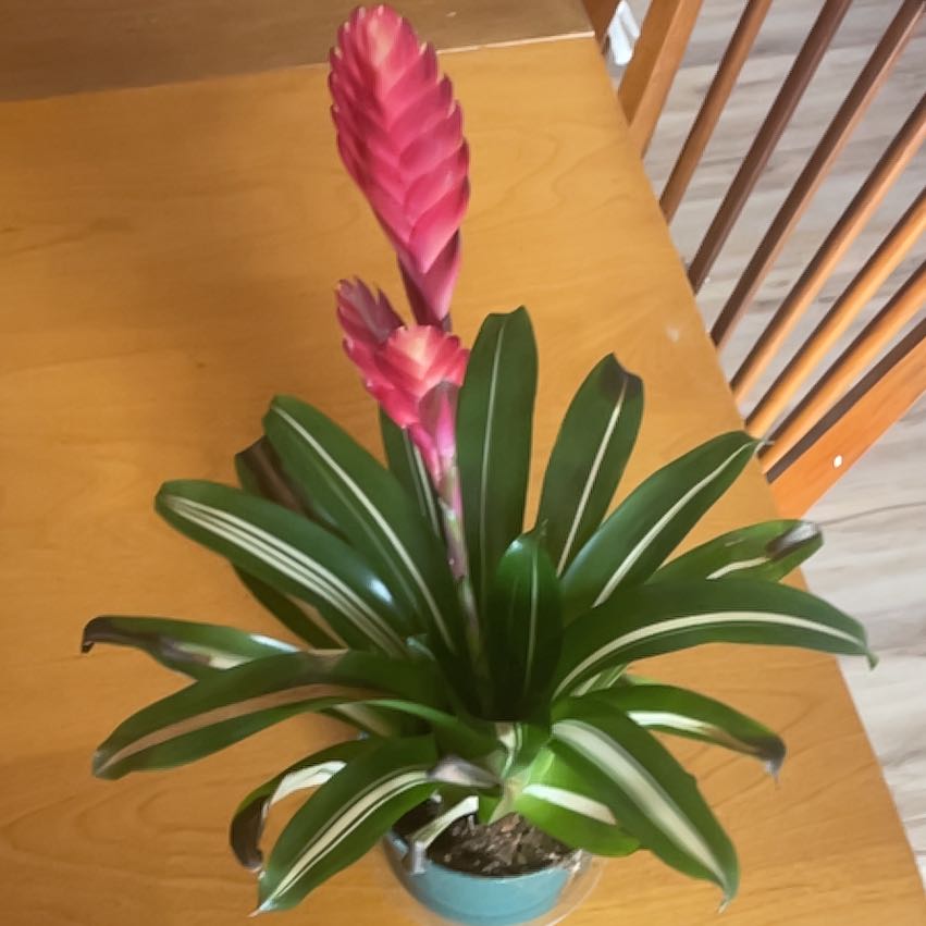 Photo of the plant species Vriesea by @PunchyJacaranda named Sol on Greg, the plant care app