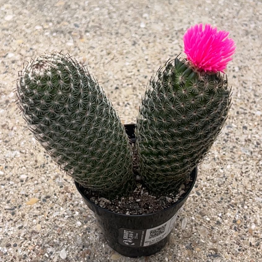 Thumb Cactus with two stems in a black pot, one with a bright pink flower.