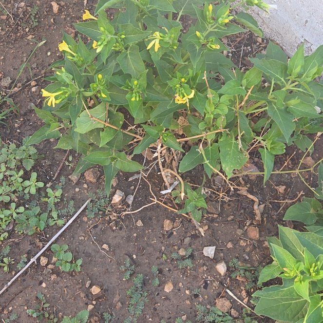 Photo of the plant species Wild Four O'Clock by @SweetAllotropa named Madonna on Greg, the plant care app