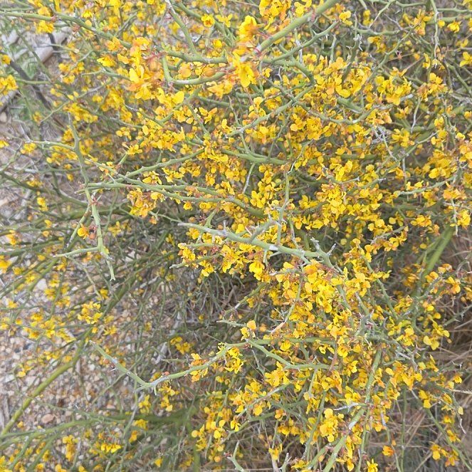 Photo of the plant species Chrysojasminum fruticans by @SweetAllotropa named Keanu Leaves on Greg, the plant care app