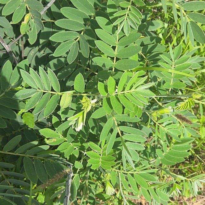 Photo of the plant species False Indigo by @SweetAllotropa named Daphne on Greg, the plant care app