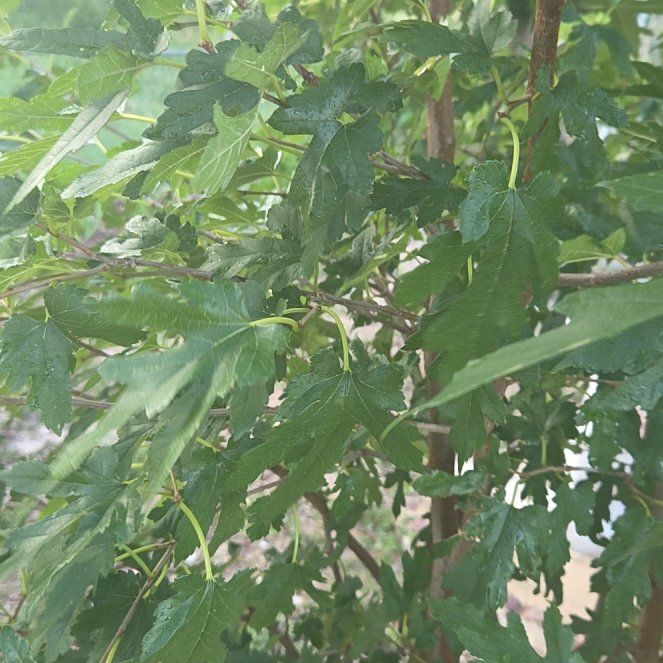 Photo of the plant species White Mulberry by @SweetAllotropa named Stella on Greg, the plant care app