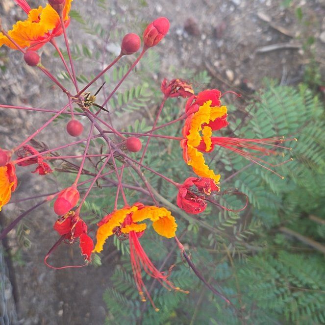 Photo of the plant species Dwarf Poinciana by @SweetAllotropa named Marilyn on Greg, the plant care app