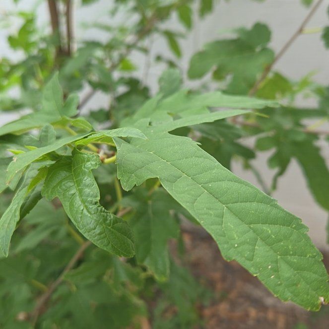 Photo of the plant species White Mulberry by @SweetAllotropa named Shakira on Greg, the plant care app