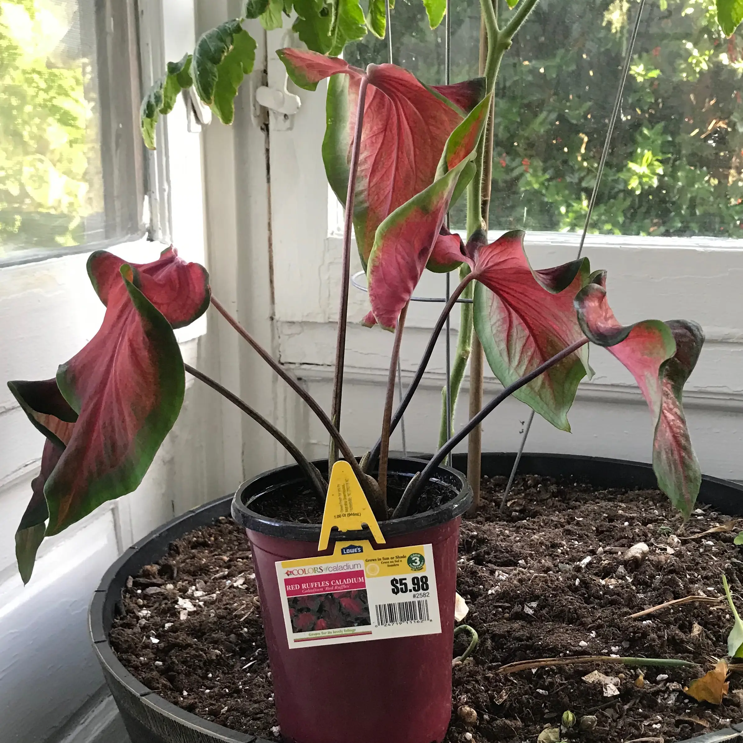 Photo of the plant species Florida Red Ruffle Caladium by @Trying named Stella on Greg, the plant care app