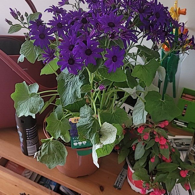 Photo of the plant species Purple Daisy by @PerfectKudulily named Senetti Deep Blue on Greg, the plant care app