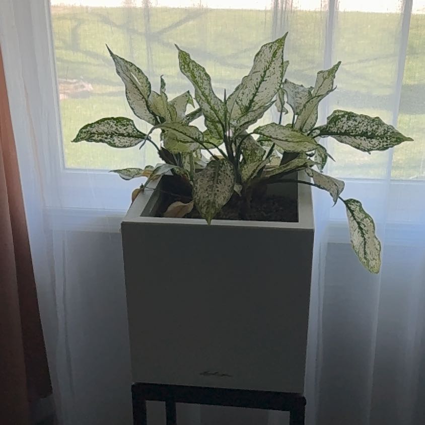 Photo of the plant species First Diamond Chinese Evergreen by @HeirMingfern named Denali on Greg, the plant care app