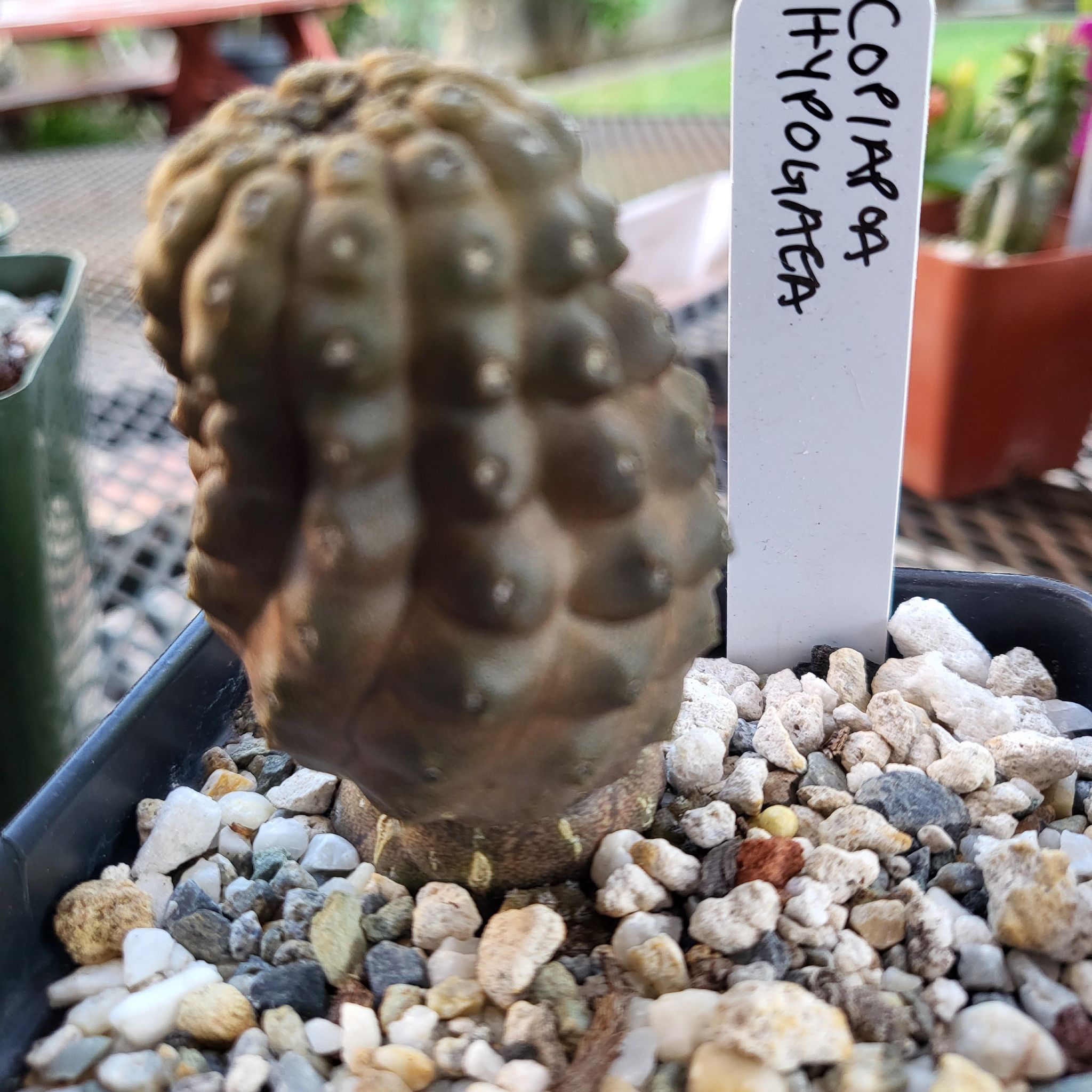 Photo of the plant species Copiapoa hypogaea var. barquitensis by @IndomitableCorn named Peter Parker on Greg, the plant care app