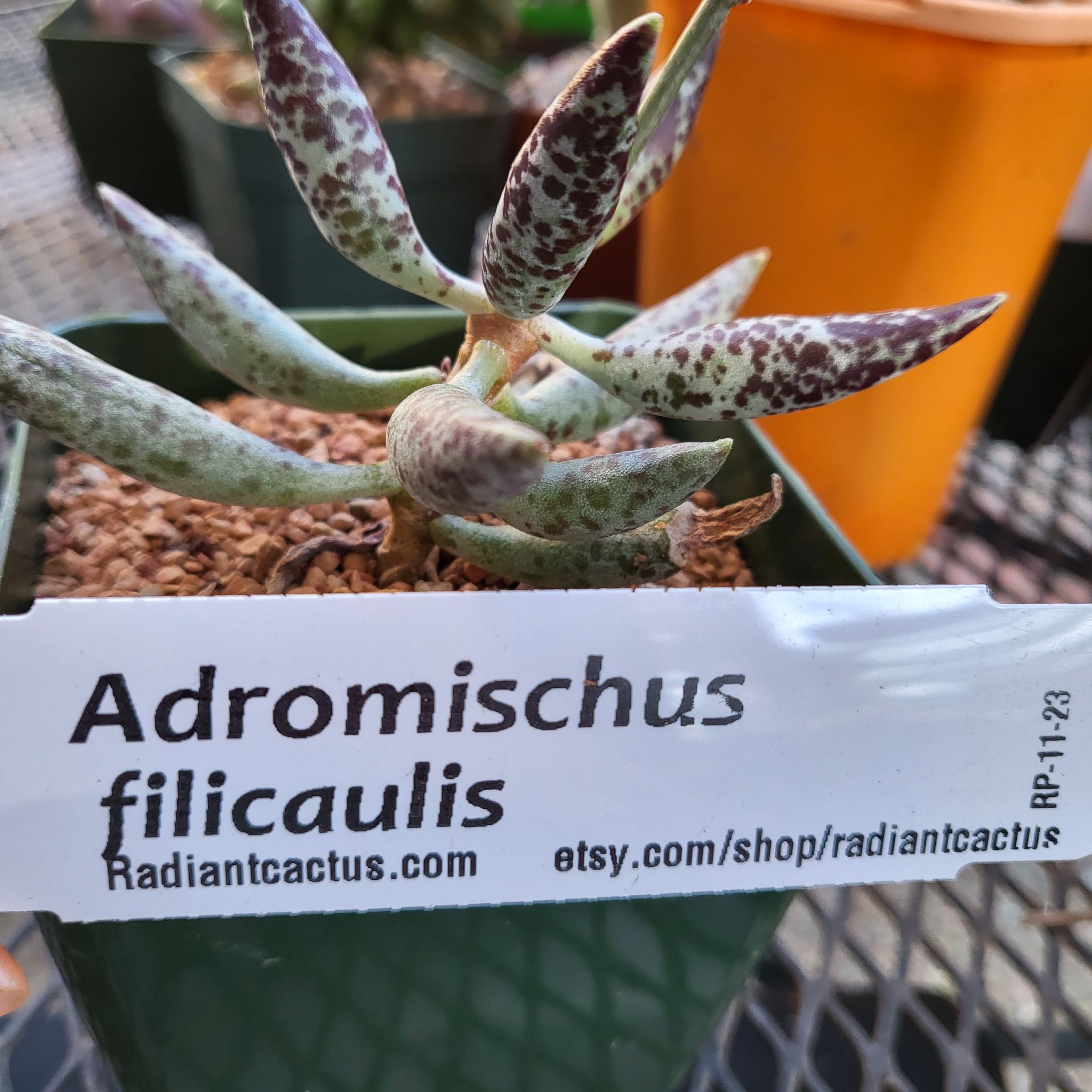 Photo of the plant species Adromischus filicaulis by @IndomitableCorn named Foxxy on Greg, the plant care app