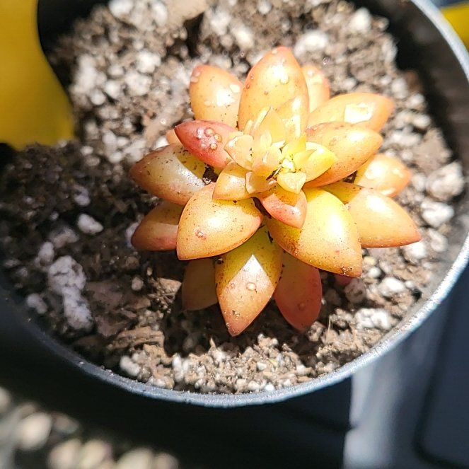 Photo of the plant species Coppertone Variegated Sedum by @IndomitableCorn named Oscar on Greg, the plant care app