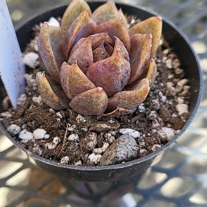 Photo of the plant species Echonopsis 'Chocolate' by @IndomitableCorn named Messi on Greg, the plant care app
