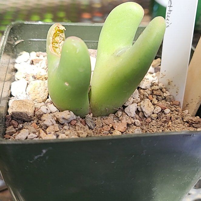 Photo of the plant species Living Pebble by @IndomitableCorn named Sanders on Greg, the plant care app