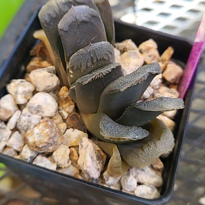 Photo of the plant species Haworthia truncata 'Variegata' by @IndomitableCorn named Denali on Greg, the plant care app