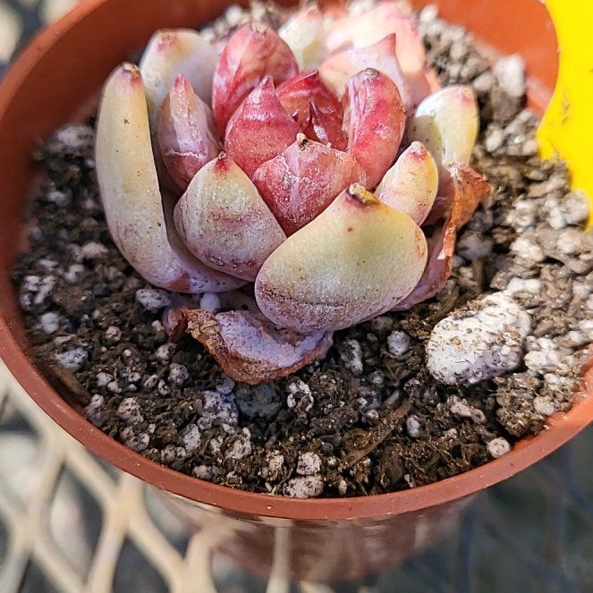 Photo of the plant species Snow angel Sugar Heart by @IndomitableCorn named James Dean on Greg, the plant care app