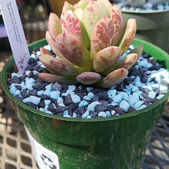 Photo of the plant species Haudan Echeveria by @IndomitableCorn named Coco on Greg, the plant care app