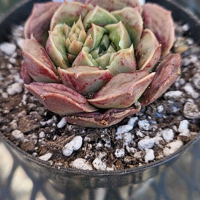 Photo of the plant species Echeveria Raindrop by @IndomitableCorn named Hemingway on Greg, the plant care app