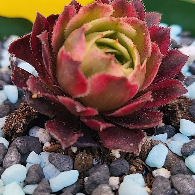 Photo of the plant species Aeonium Medusa by @IndomitableCorn named Homer on Greg, the plant care app