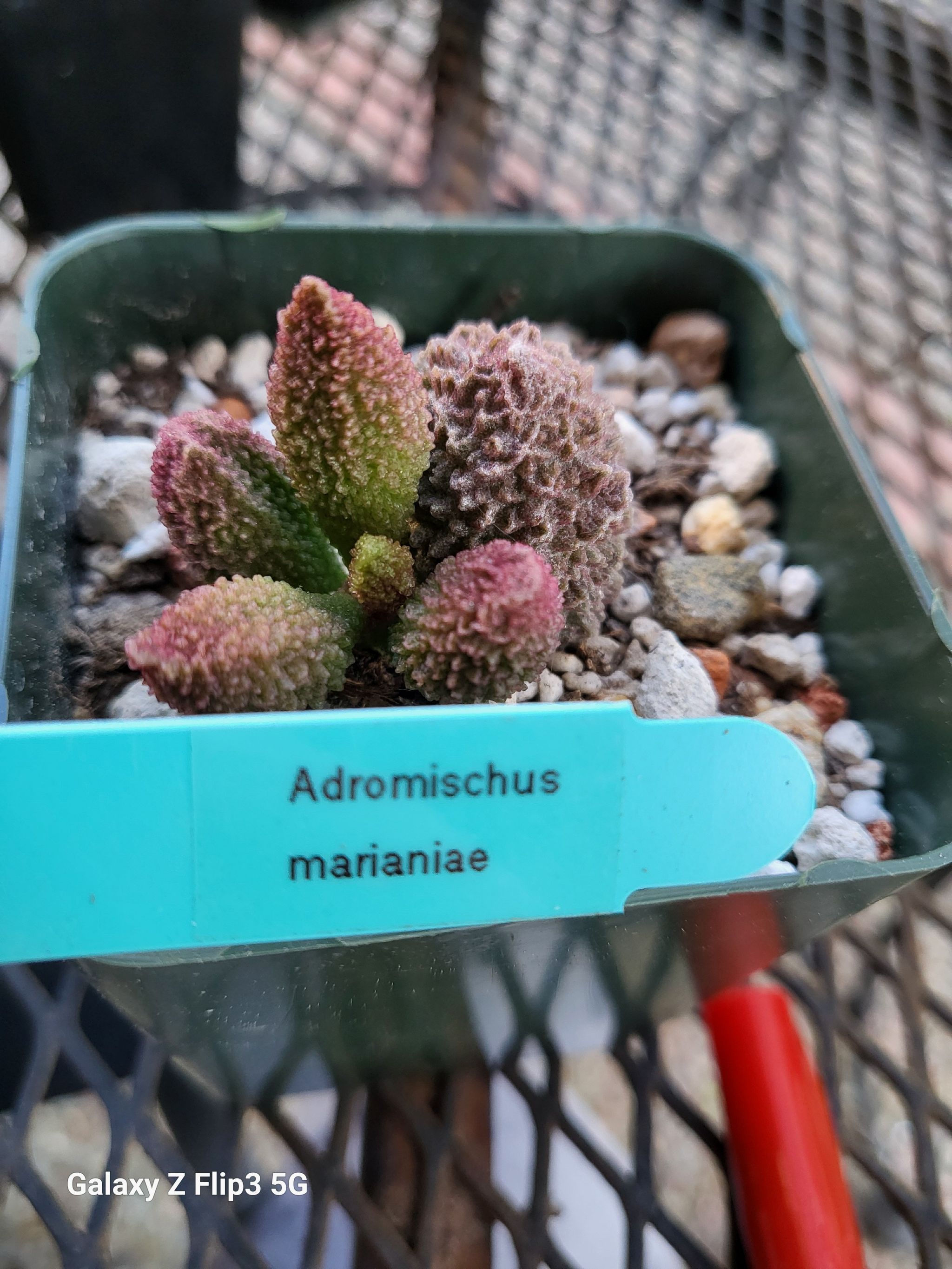 Photo of the plant species Adromischus Herrei by @IndomitableCorn named Zeus on Greg, the plant care app