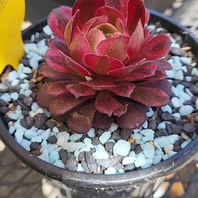Photo of the plant species Blushing Beauty by @IndomitableCorn named Tupot amaroot on Greg, the plant care app