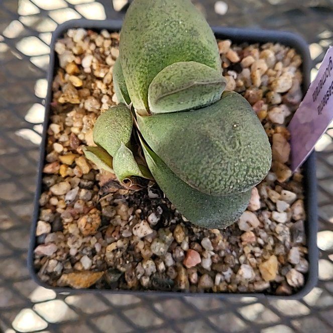 Photo of the plant species Kouga Gasteria by @IndomitableCorn named Xena on Greg, the plant care app