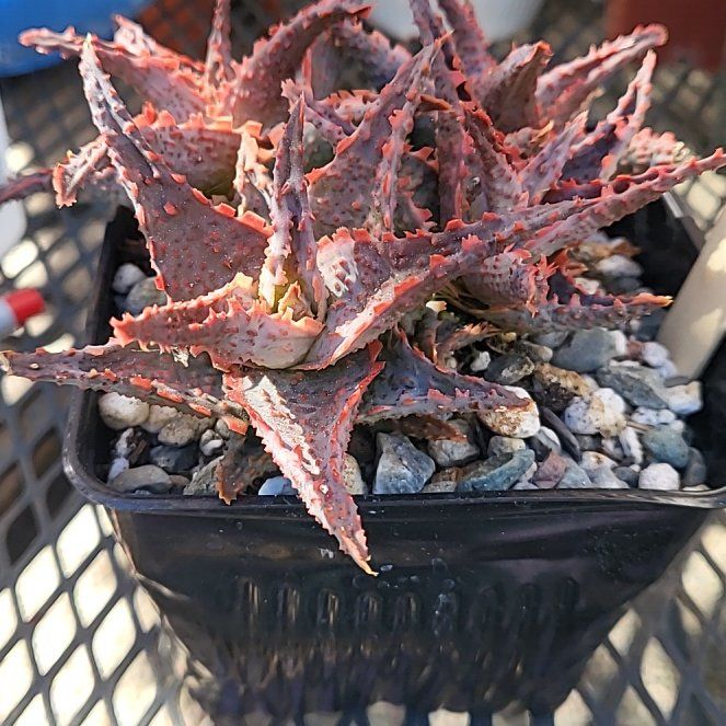 Photo of the plant species Sunset Aloe by @IndomitableCorn named Wall-E on Greg, the plant care app