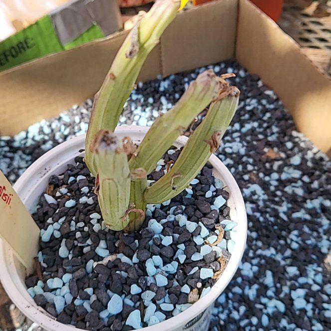 Photo of the plant species Euphorbia sipolisii by @IndomitableCorn named Emerson on Greg, the plant care app