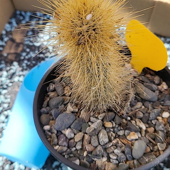Photo of the plant species Haageocereus chrysacanthus by @IndomitableCorn named Sproutacus on Greg, the plant care app