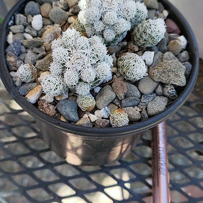 Photo of the plant species Arizona Snowcap Cactus by @IndomitableCorn named Leonardo on Greg, the plant care app