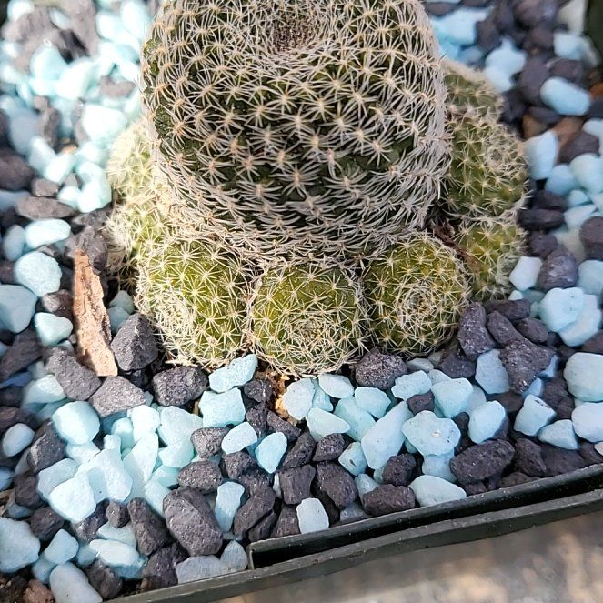 Photo of the plant species Mammillaria microhelia by @IndomitableCorn named ChloroPhil on Greg, the plant care app