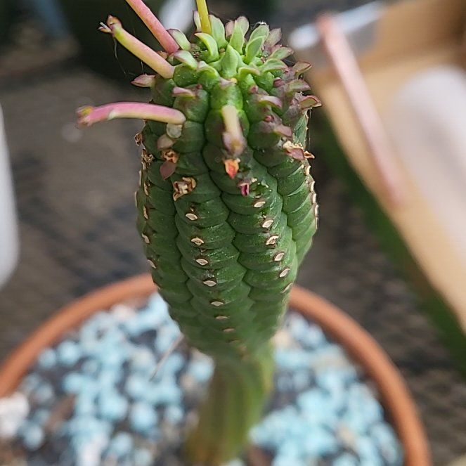 Photo of the plant species Variegated San Pedro Cactus by @IndomitableCorn named Cleopatra on Greg, the plant care app