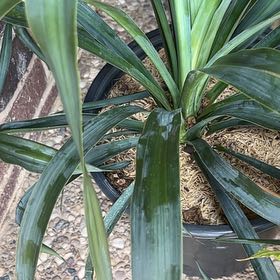 Photo of the plant species Yucca recurvifolia by @HelperWildgrape named Dolores on Greg, the plant care app