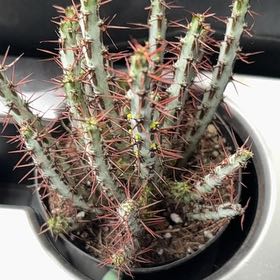 Photo of the plant species Miniature Saguaro by @NoblyEchinaria named Bieber on Greg, the plant care app