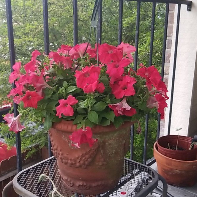 Photo of the plant species Wild Petunia by @DiverseZzplant named Tree Diddy on Greg, the plant care app