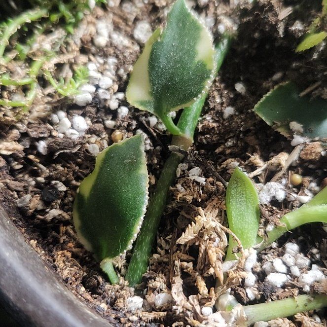 Photo of the plant species Variegated Trailing Jade Plant by @SurpriseCentro named Prince on Greg, the plant care app