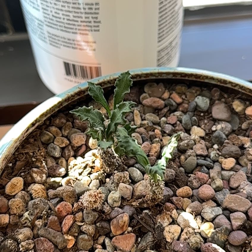 Photo of the plant species Euphorbia Decaryi v. Spirosticha by @AbleAmbrosina named Rosa on Greg, the plant care app