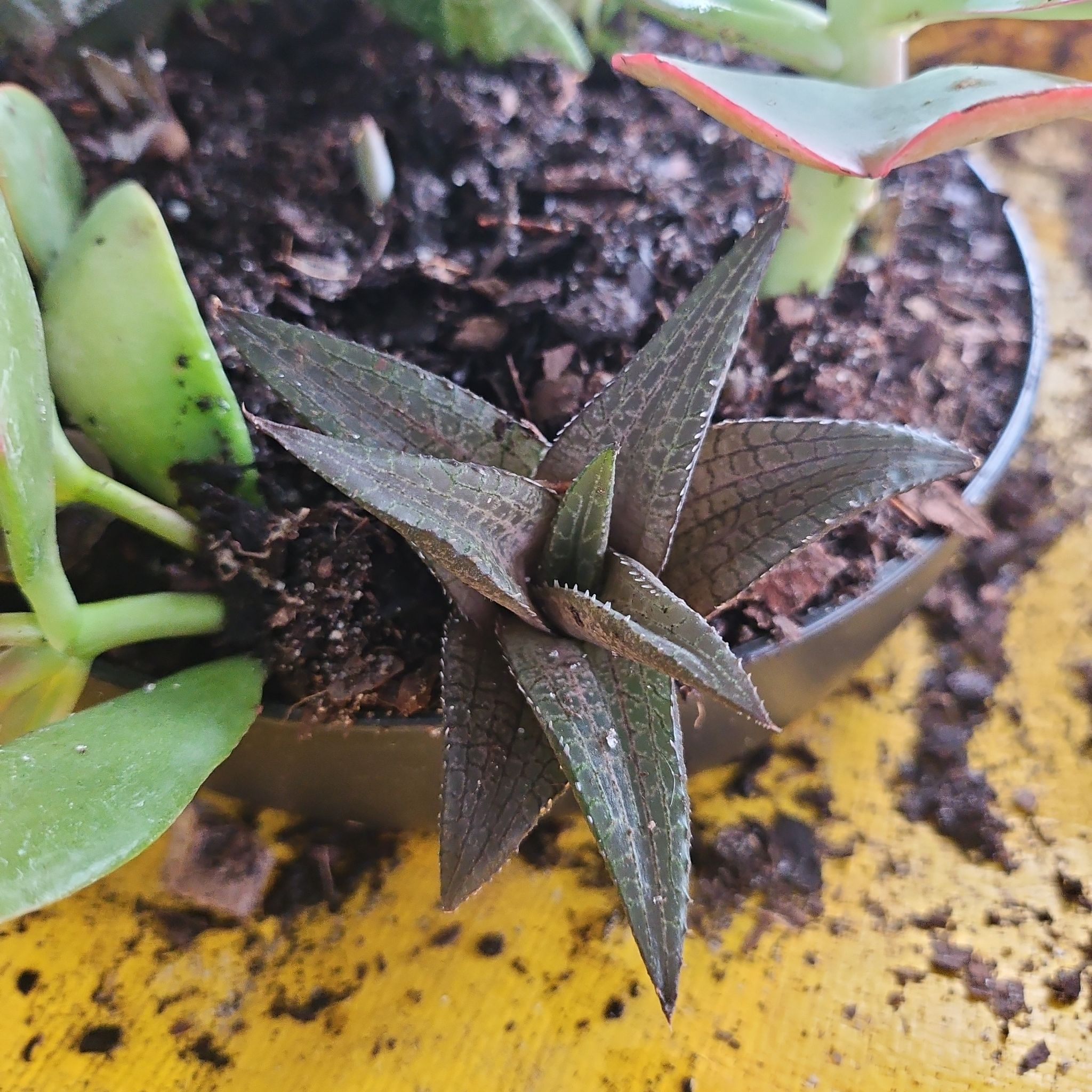 Veined Haworthia plant in a pot with visible soil and healthy leaves.